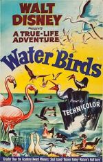 Watch Water Birds (Short 1952) Soap2day