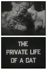 Watch The Private Life of a Cat (Short 1946) Soap2day
