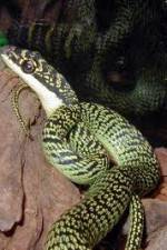 Watch National Geographic Snakes that Fly Soap2day