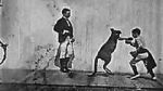 Watch The Boxing Kangaroo (Short 1896) Soap2day