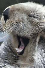 Watch Sea Otters - A Million Dollar Baby Soap2day