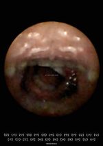 Watch Feeder (Short 2010) Soap2day