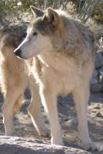 Watch National Geographic : Mystery of the Wolf Soap2day