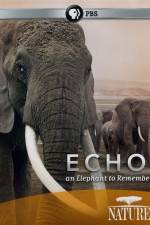 Watch Echo: An Elephant to Remember Soap2day