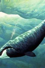 Watch Nature Fellowship of the Whales Soap2day