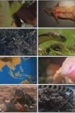 Watch National Geographic Wild : Deadliest Animals Asia Pacific Soap2day