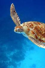 Watch Turtle Soap2day