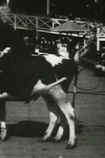 Watch Rube and Mandy at Coney Island Soap2day