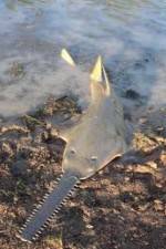 Watch National Geographic Hooked: Chainsaw Fish Soap2day