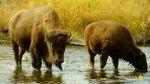 Watch The Last Buffalo Soap2day