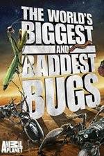Watch Worlds Biggest and Baddest Bugs Soap2day