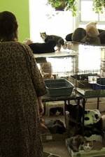 Watch Cat Ladies Soap2day