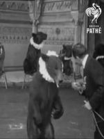 Watch Trained Bears Soap2day