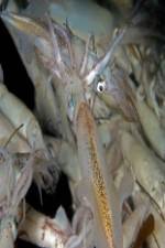 Watch Squids: Love And Death In One Night Soap2day