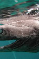 Watch Dinoshark Soap2day