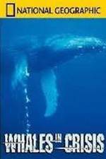Watch National Geographic: Whales in Crisis Soap2day