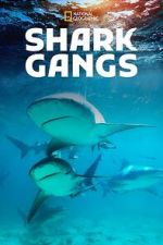 Watch Shark Gangs Soap2day
