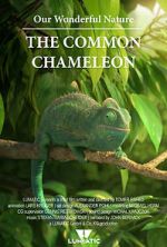 Watch Our Wonderful Nature - The Common Chameleon Soap2day