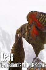 Watch Keas: New Zealand\'s Witty Daredevils Soap2day
