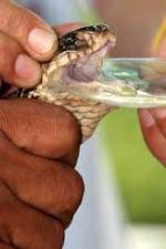 Watch History Channel Evolve:  Venom Soap2day