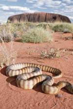 Watch DEADLY PREDATORS.AUSTRALIAN PYTHONS Soap2day