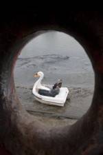 Watch Swandown Soap2day