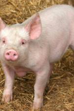 Watch Patent For A Pig: The Big Business of Genetics Soap2day