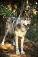Watch National Geographic Wild - Inside the Wolf Pack Soap2day