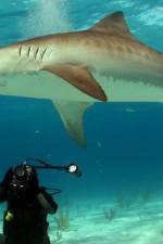 Watch Dive To Tiger Shark Central Soap2day