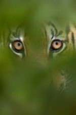 Watch Deadly Instincts Soap2day