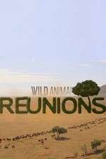 Watch Wild Animal Reunions Soap2day