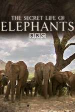 Watch The Secret Life of Elephants Soap2day