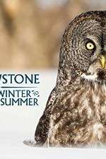 Watch Yellowstone Wildest Winter to Blazing Summer Soap2day