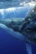 Watch Big Blue Live Soap2day