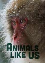Watch Animals Like Us Soap2day