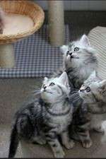 Watch The Secret Life of Kittens Soap2day