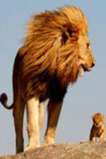 Watch Lions On The Move Soap2day