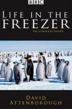 Watch Life in the Freezer Soap2day
