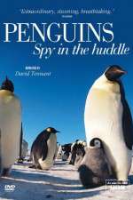 Watch Penguins Spy In The Huddle Soap2day