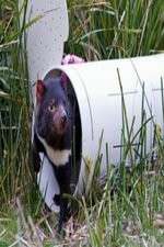 Watch Aussie Animal Island Soap2day