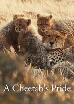 Watch A Cheetah\'s Pride Soap2day