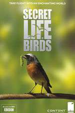 Watch Iolo's Secret Life of Birds Soap2day