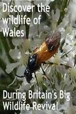 Watch Britain's Big Wildlife Revival Soap2day
