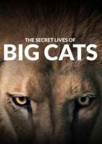Watch The Secret Lives of Big Cats Soap2day