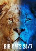 Watch Big Cats 24/7 Soap2day