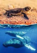 Watch Australia\'s Wild Moments Soap2day