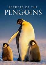 Watch Secrets of the Penguins Soap2day