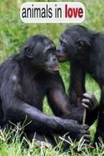 Watch Animals in Love Soap2day