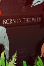 Watch Born In The Wild Soap2day