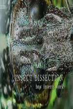 Watch Insect Dissection How Insects Work Soap2day